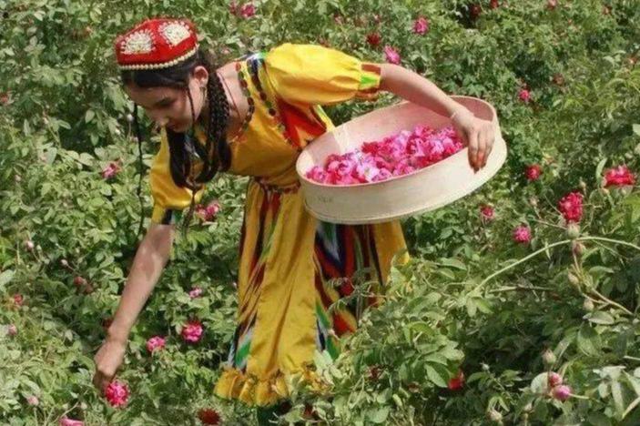 1 लाख खिलते गुलाब चमन ने तकला माकान रेगिस्तान "सीमाबंदी" भूमि को निखारा
