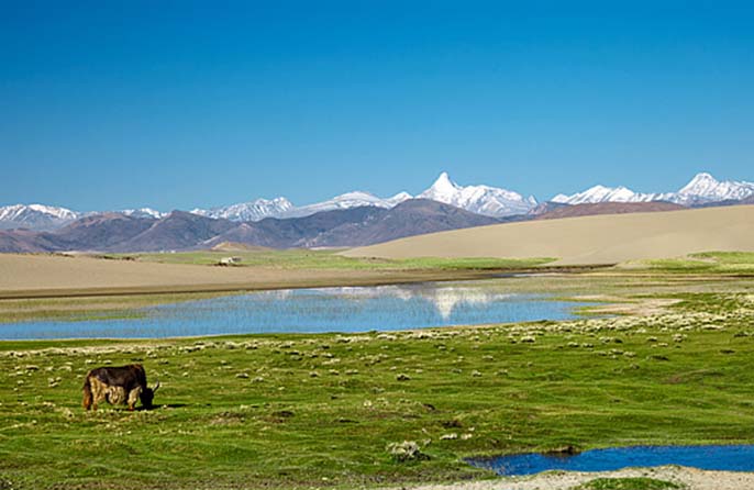 छिंगहाए-शीत्सांग पठार जन समूह के "पूर्वज" की खोज में सफलता