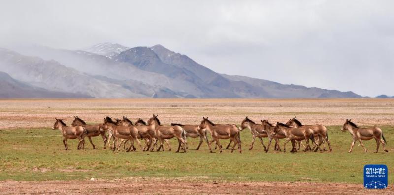 जुएगुओ：शीत्सांग की सच्चाई का अभिलेख और प्रस्तुति