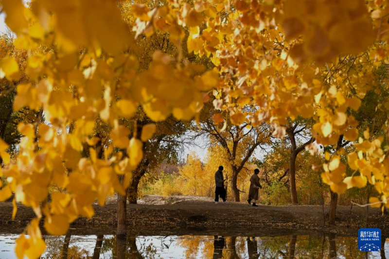 गांसू प्रांत के दुनहुआंग: सुनहरी शरद ऋतु में मरुस्थल के हुयांग पेड़ों की सुंदरता से पर्यटक हुए मंत्रमुग्ध