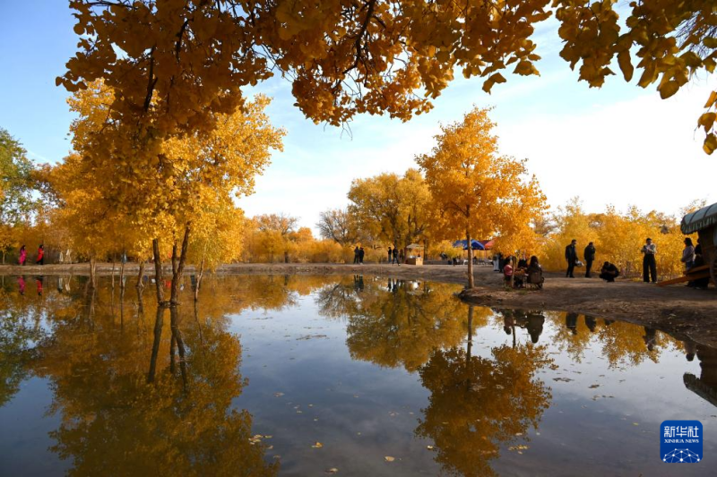 गांसू प्रांत के दुनहुआंग: सुनहरी शरद ऋतु में मरुस्थल के हुयांग पेड़ों की सुंदरता से पर्यटक हुए मंत्रमुग्ध