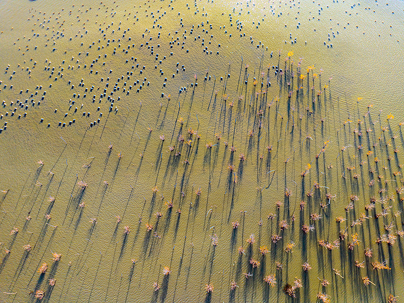 यानी आर्द्रभूमि में शरद का रंग: हरियाली में घुलती सुनहरी आभा