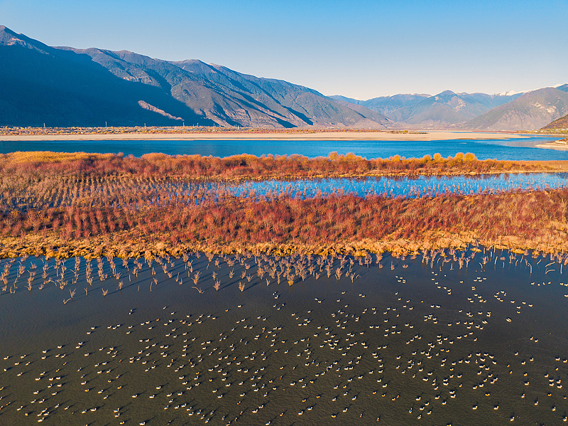 यानी आर्द्रभूमि में शरद का रंग: हरियाली में घुलती सुनहरी आभा