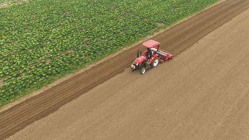 देशभर में शीतकालीन गेंहूँ की बुआई लगभग 70% पूरी