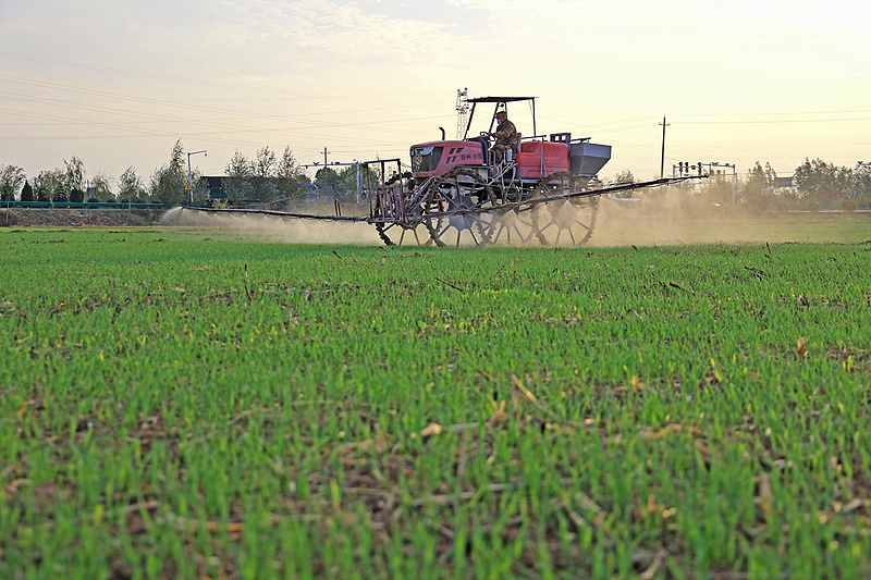 देशभर में शीतकालीन गेंहूँ की बुआई लगभग 70% पूरी