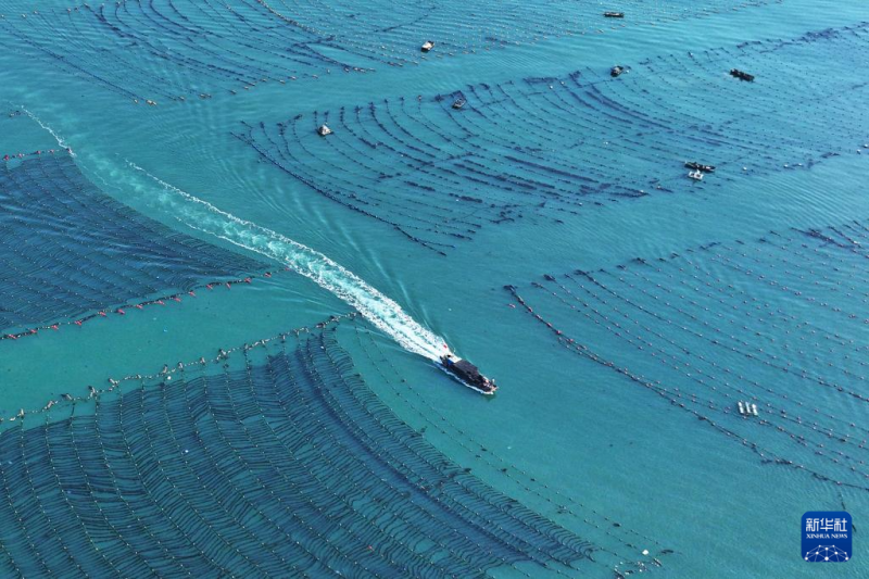 शानदोंग: समुद्री कृषि और मत्स्यपालन से समृद्ध होता “नीला अन्नागार”