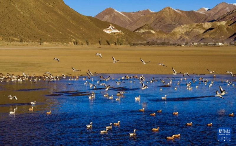 शीत्सांग के लीनचोऊ ज़िले में बड़ी संख्या में प्रवासी पक्षियों का आगमन