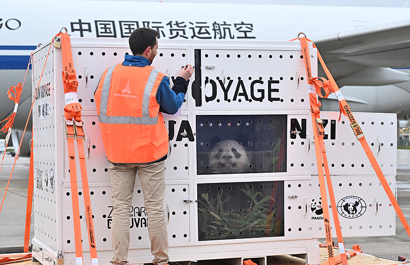 फ्रांस में रह रहे चीनी विशाल पांडा “हुआनहुआन” और ‘”युआन्ज़ाई” स्वदेश लौटने के लिए रवाना