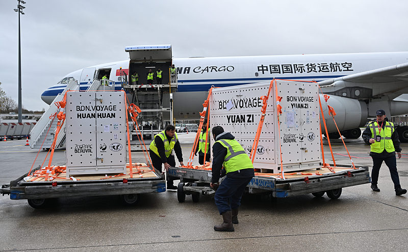 फ्रांस में रह रहे चीनी विशाल पांडा “हुआनहुआन” और ‘”युआन्ज़ाई” स्वदेश लौटने के लिए रवाना