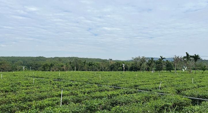 उल्कापिंड किनारे चाय की खुशबू, बैइशा ऑर्गेनिक चाय खोल रही चाय-पर्यटन का नया रास्ता