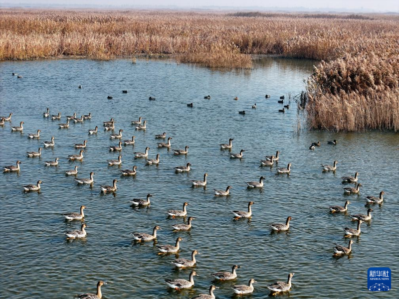 विविधरंगी शीत ऋतु