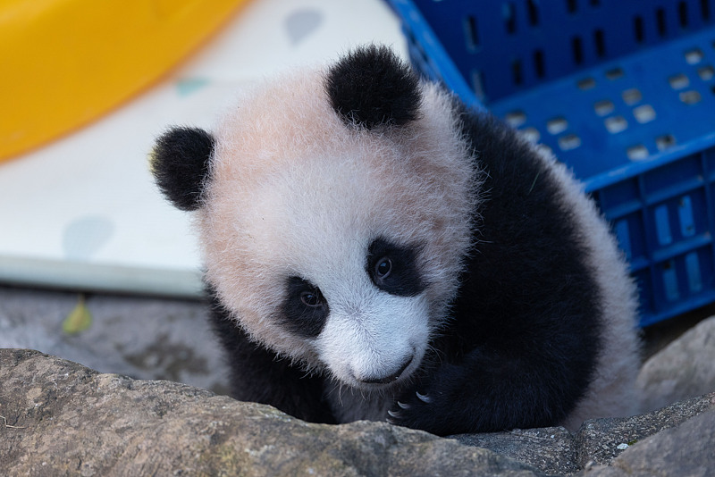 छोंगछिंग: विशाल पांडा 