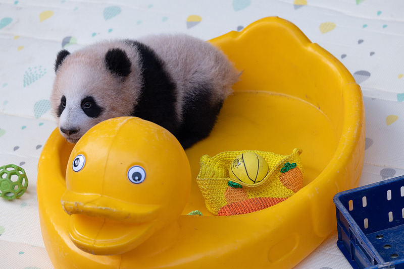 छोंगछिंग: विशाल पांडा 