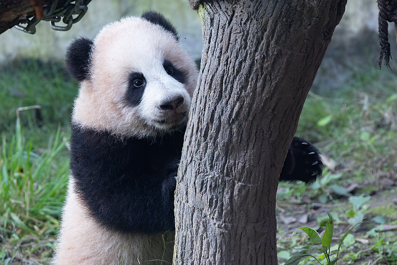 छोंगछिंग: विशाल पांडा 