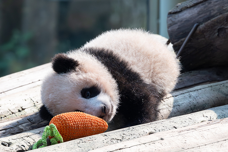 छोंगछिंग: विशाल पांडा 