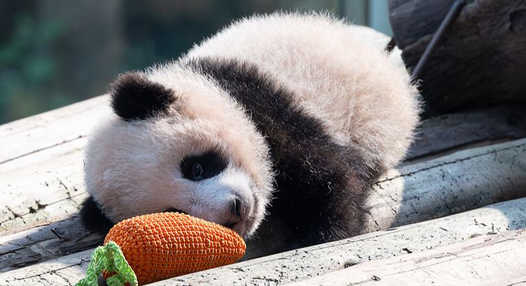 छोंगछिंग: विशाल पांडा "लियांगल्या युए" का शावक धूप सेंकते हुए पीली बत्तख के साथ समय बिताया खिलौने से खेलता