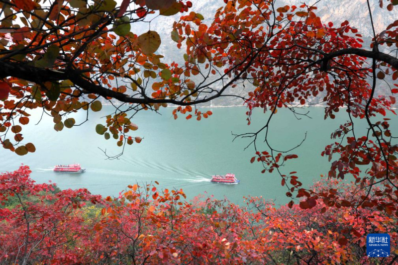 शीतकालीन वन में मौन नहीं, रंग अब भी जीवंत