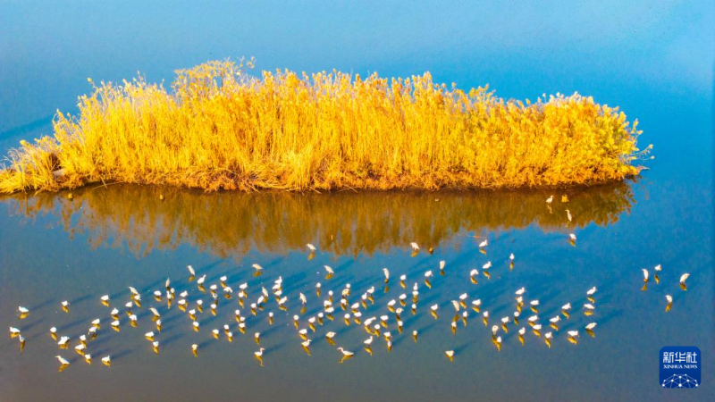 शीतकालीन वन में मौन नहीं, रंग अब भी जीवंत