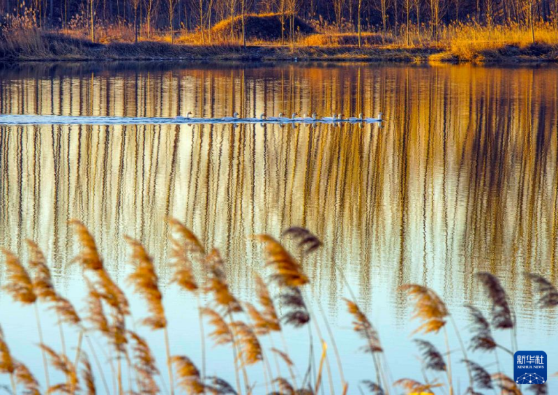 शीतकालीन वन में मौन नहीं, रंग अब भी जीवंत