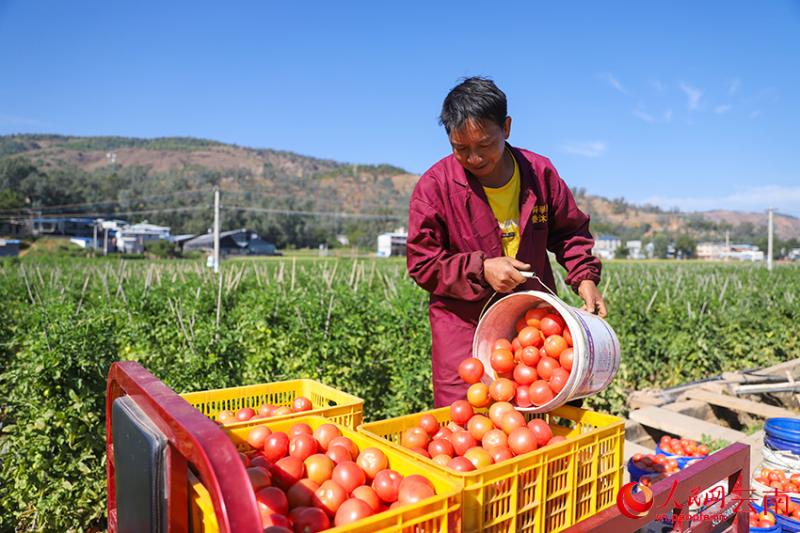युन्नान युअनमौ: शीतलकाल में खेतों में बढ़ी रौनक, फल-सब्ज़ियों की भरपूर पैदावार