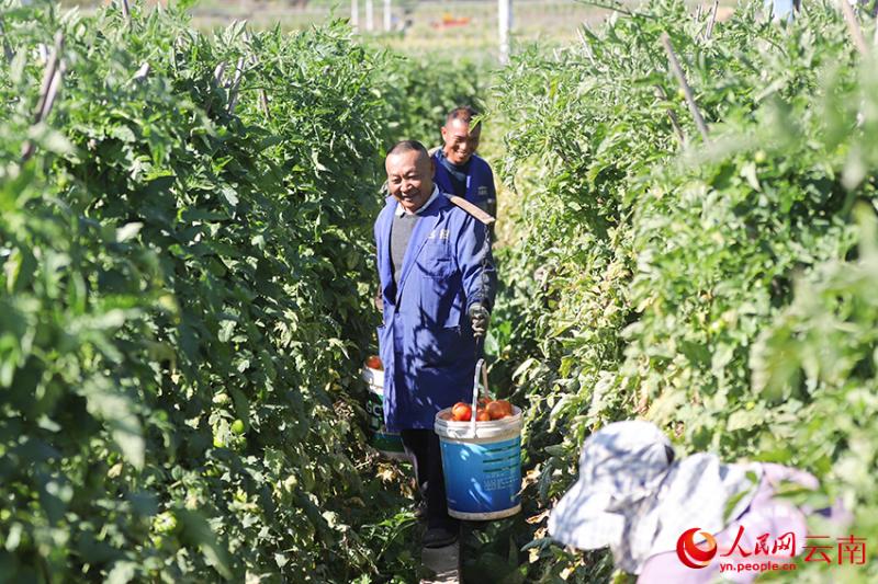 युन्नान युअनमौ: शीतलकाल में खेतों में बढ़ी रौनक, फल-सब्ज़ियों की भरपूर पैदावार