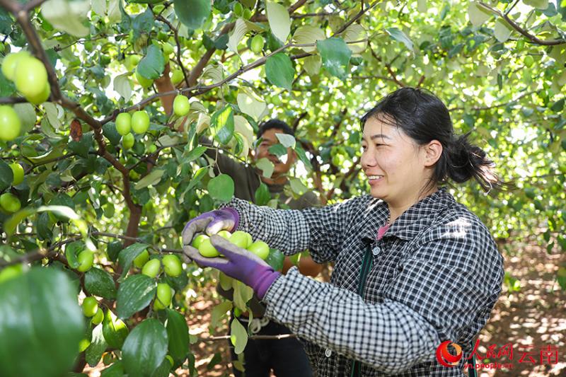 युन्नान युअनमौ: शीतलकाल में खेतों में बढ़ी रौनक, फल-सब्ज़ियों की भरपूर पैदावार