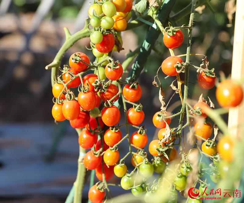 युन्नान युअनमौ: शीतलकाल में खेतों में बढ़ी रौनक, फल-सब्ज़ियों की भरपूर पैदावार