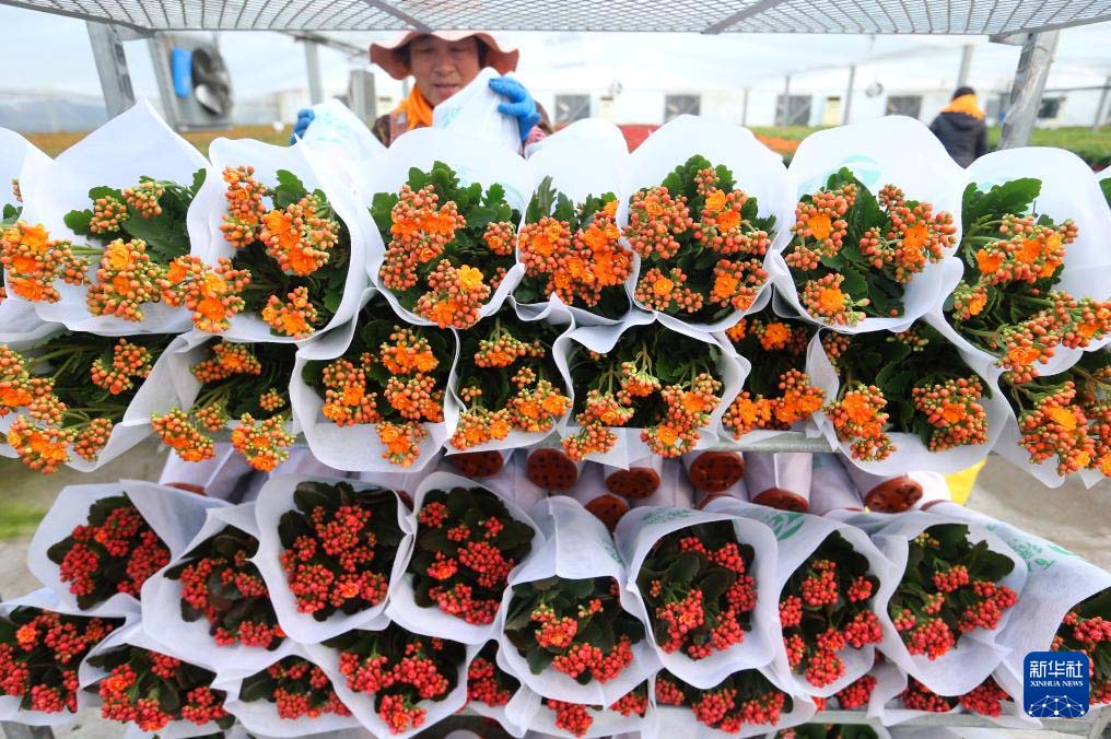 शानदोंग जीमो：“फूलों की अर्थव्यवस्था”से ग्रामीण पुनरोद्धार को प्रोत्साहन