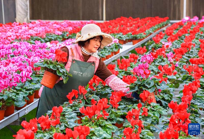 शानदोंग जीमो:“फूलों की अर्थव्यवस्था”से ग्रामीण पुनरोद्धार को प्रोत्साहन