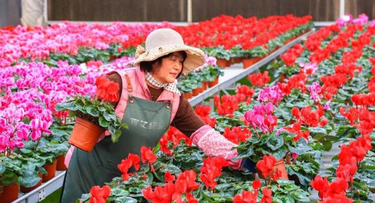 शानदोंग जीमो:“फूलों की अर्थव्यवस्था”से ग्रामीण पुनरोद्धार को प्रोत्साहन