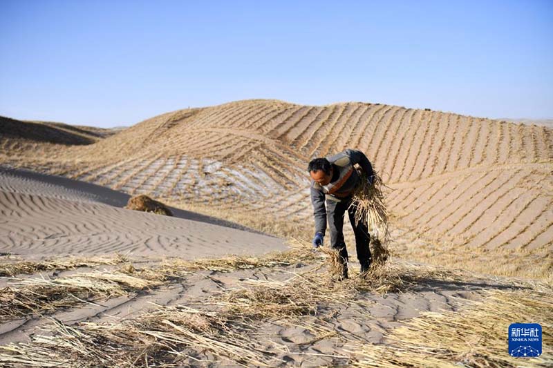 गांसू के आकसाई में बर्फबारी के बाद मरुस्थलीकरण नियंत्रण कार्य तेज