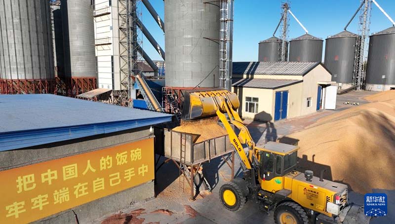 हेलोंगजियांग: अनाज उत्पादन 8200.3 करोड़ किलोग्राम, लगातार 22 सालों में रिकॉर्ड फसल का नया कीर्तिमान