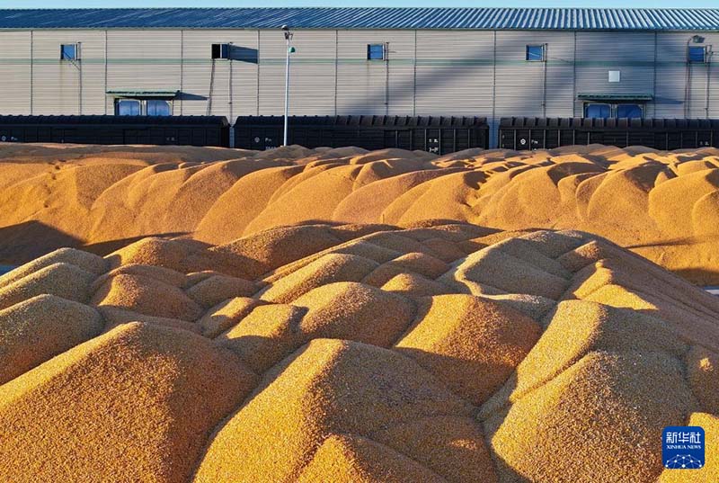 हेलोंगजियांग: अनाज उत्पादन 8200.3 करोड़ किलोग्राम, लगातार 22 सालों में रिकॉर्ड फसल का नया कीर्तिमान