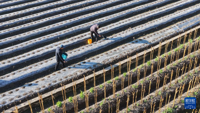 सर्दियों में खेतों की भरपूरफसल का नज़ारा