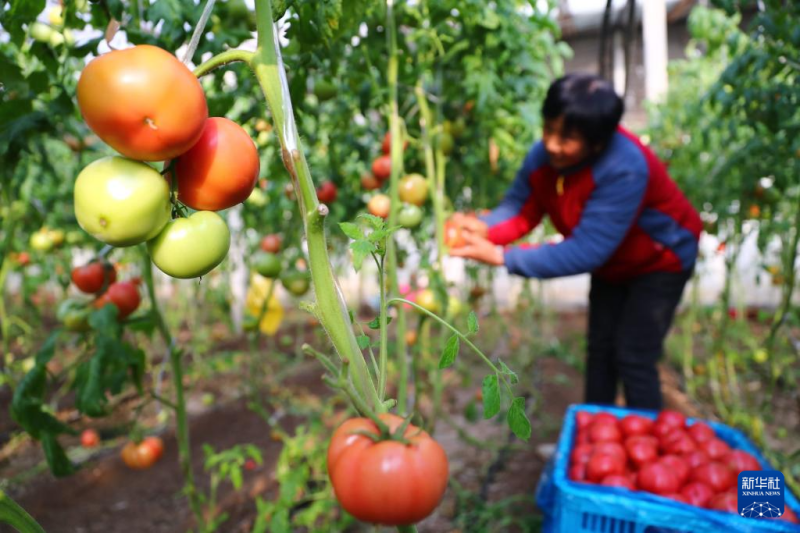 सर्दियों में खेतों की भरपूरफसल का नज़ारा