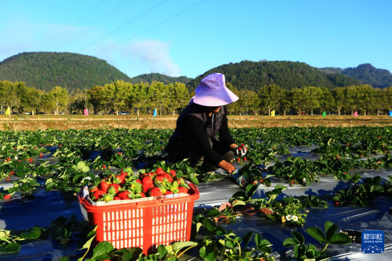 सर्दियों में खेतों की भरपूरफसल का नज़ारा
