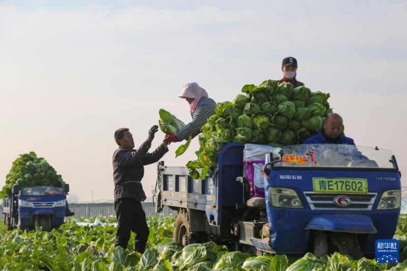 सर्दियों में खेतों की भरपूरफसल का नज़ारा