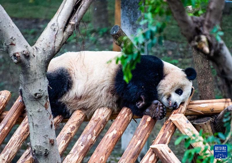 छोंगछिंग चिड़ियाघर में विशाल पांडा नए आवास में स्थानांतरित