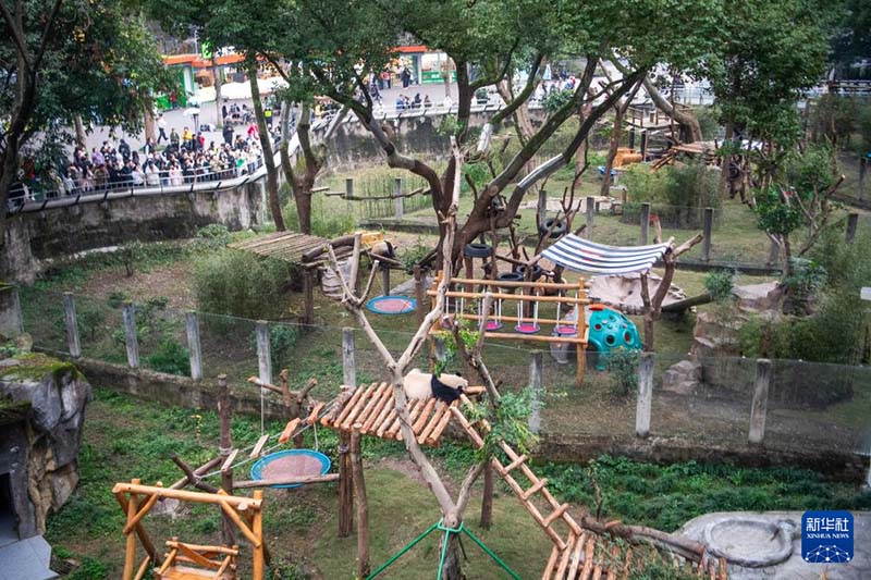 छोंगछिंग चिड़ियाघर में विशाल पांडा नए आवास में स्थानांतरित