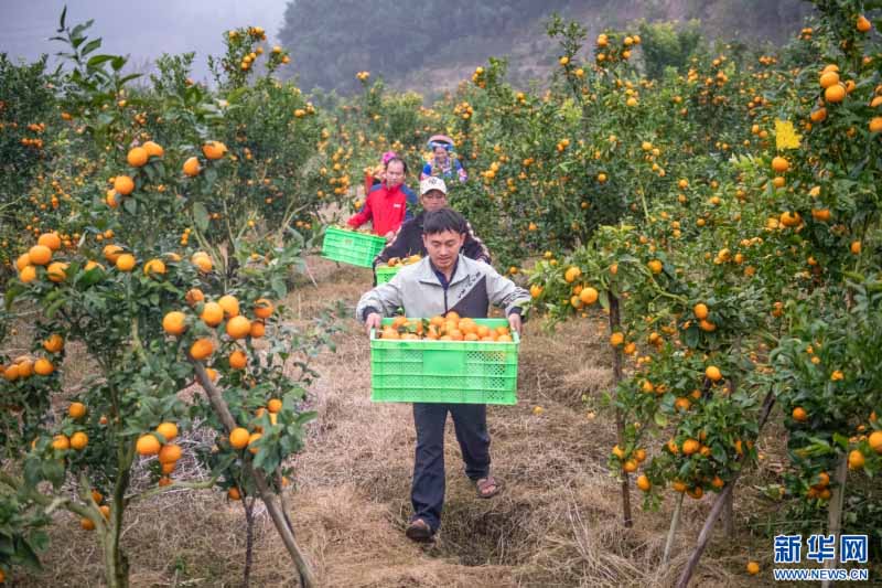 युन्नान मागुआन: सर्दियों में संतरे की भरपूर फसल से बागों में रौनक