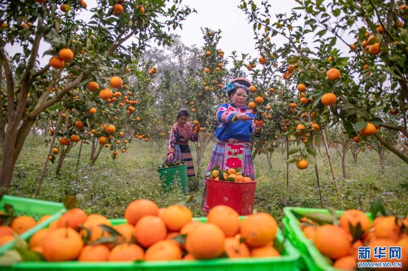 युन्नान मागुआन: सर्दियों में संतरे की भरपूर फसल से बागों में रौनक