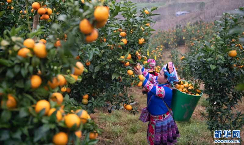 युन्नान मागुआन: सर्दियों में संतरे की भरपूर फसल से बागों में रौनक