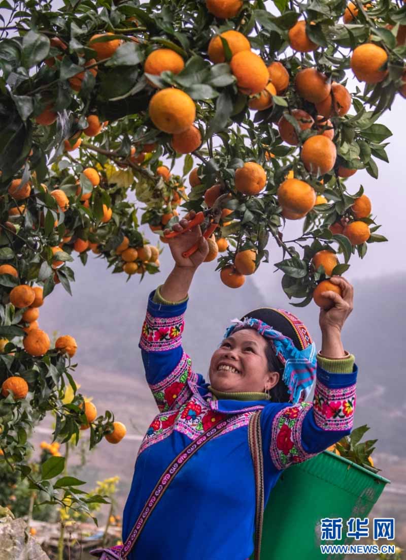 युन्नान मागुआन: सर्दियों में संतरे की भरपूर फसल से बागों में रौनक