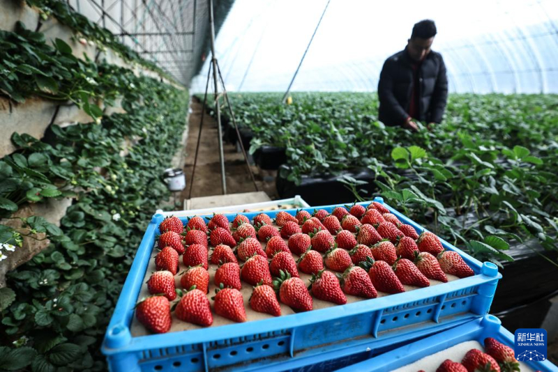 लियाओनिंग के डोंगगांग में स्ट्रॉबेरी उद्योग में उत्पादन-बिक्री को नई गति