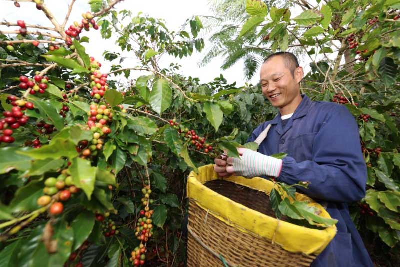 चीन-लाओस रेलखंड से युन्नान कॉफी बीन्स की पहली विशेष मालगाड़ी रवाना