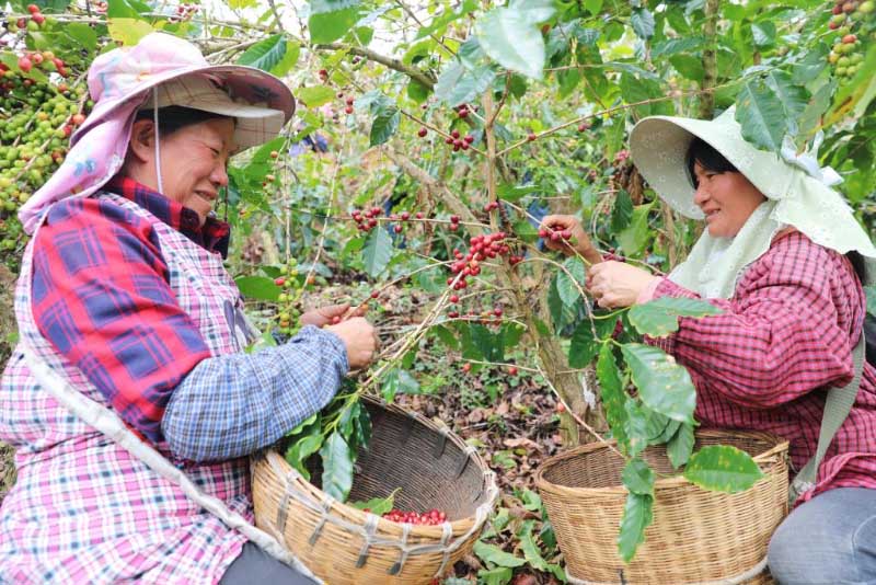 चीन-लाओस रेलखंड से युन्नान कॉफी बीन्स की पहली विशेष मालगाड़ी रवाना