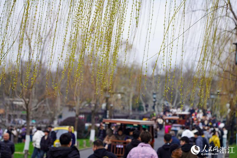 हांगझोऊ में वसंत: शीहु झील की हरियाली से दक्षिणी चीन मंत्रमुग्ध