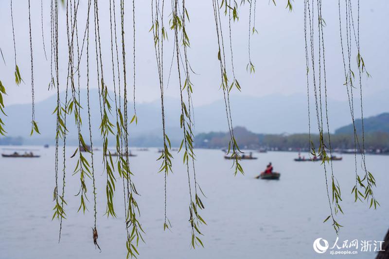 हांगझोऊ में वसंत: शीहु झील की हरियाली से दक्षिणी चीन मंत्रमुग्ध