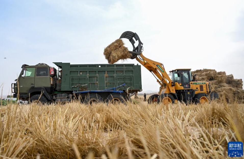 भीतरी मंगोलिया के अलशान प्रशासनिक क्षेत्र में 2026 की रेत-नियंत्रण एवं मरुस्थलीकरण निवारण परियोजना का शुभारंभ