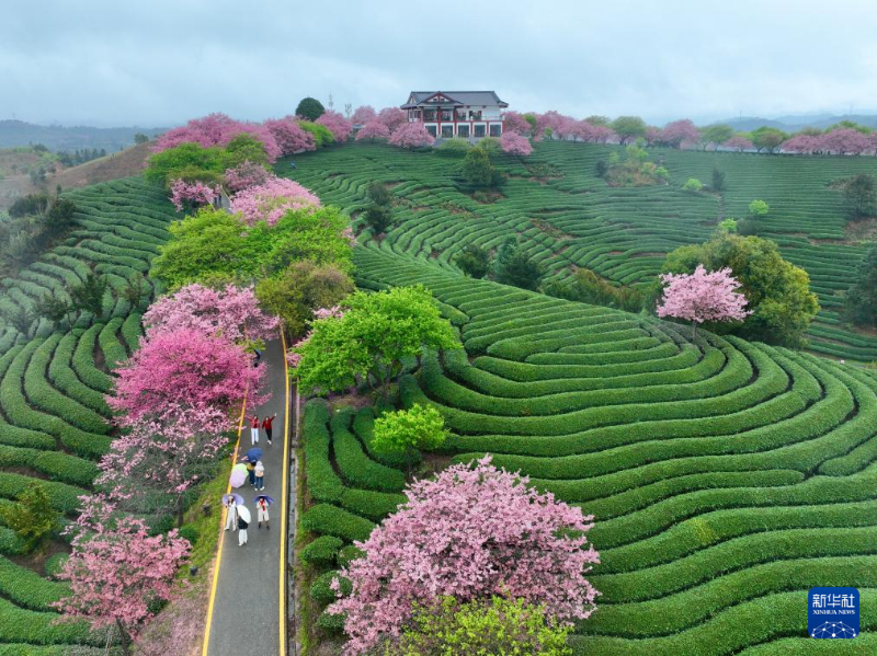 चेरी के फूलों की बहार से बढ़ी “वसंत अर्थव्यवस्था”